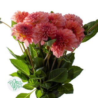 Dahlia Sebastian