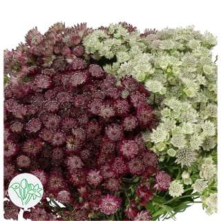 Astrantia Assorted X200