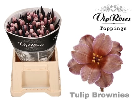 Tulip Dyed Brownies