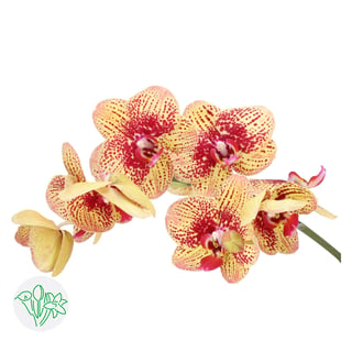 Phalaenopsis Karin Aloha