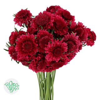 Scabiosa At Dark Cherry Scoop