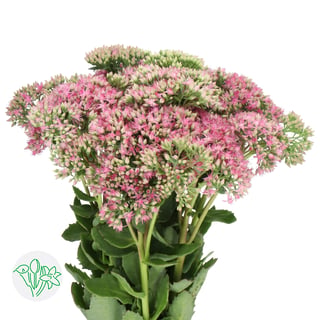 Sedum Munstead Dark Red