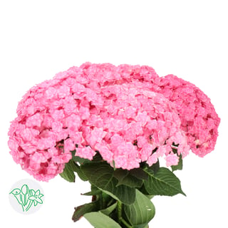 Hydrangea Beautensia Luxor Pink