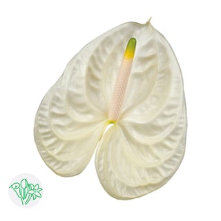 Anthurium Andreanum | Holex Flower