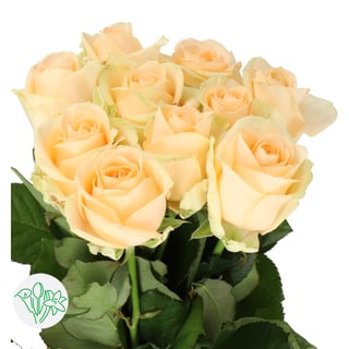 Rosa Avalanche Peach+