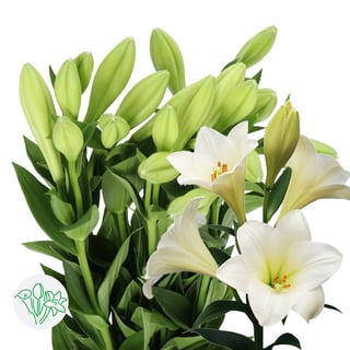 Lily Longiflorum Watch Up