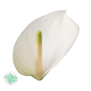 Anthurium | Holex Flower
