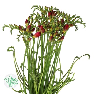 Freesia Red Passion