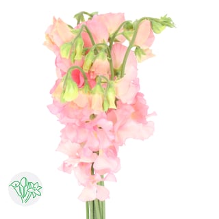Lathyrus Parfum Salmon