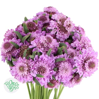 Scabiosa At Saura