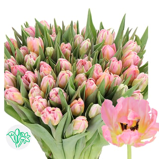 Tulip Double Dotcom
