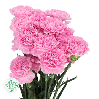 Carnation Clearwater