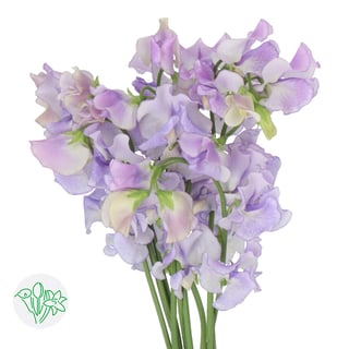 Lathyrus Wedding Lavender