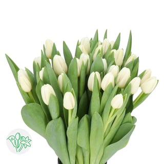 Tulip Antarctica