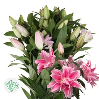 Lily Oriental Double Roselily Isabella