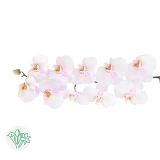 Phalaenopsis Alpha
