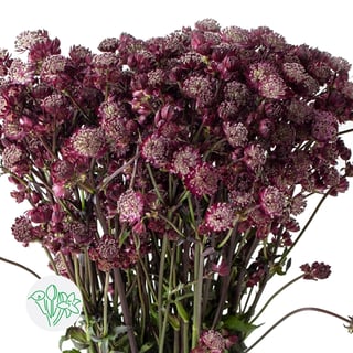 Astrantia Star Of Love