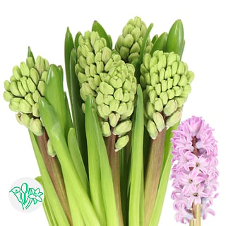 Hyacinthus Splendid Cornelia