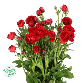 Ranunculus Butterfly Hades | Holex Flower