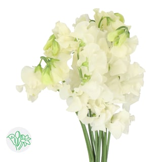 Lathyrus Parfum Cream
