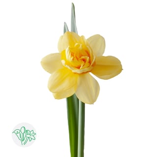 Daffodil Bright Paradise