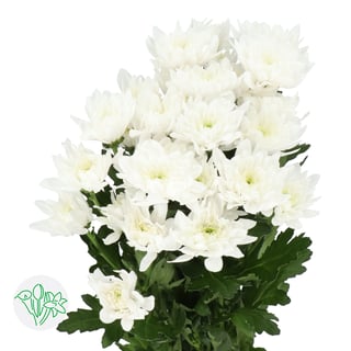 Chrysanth Spray Baltica