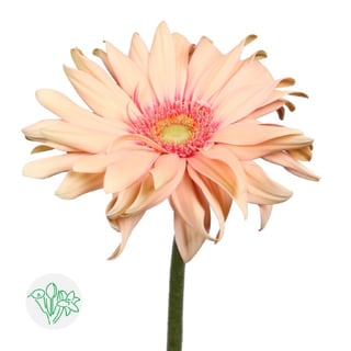 Gerbera Pasta Rosata