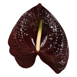 Anthurium Sempre