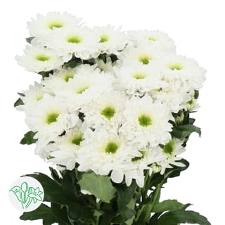 Chrysanth Spray Commander | Holex Flower