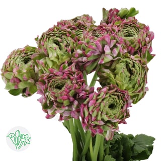 Malva Ranunculus Ranunculus Pon-Pon Malva | Holex Flower