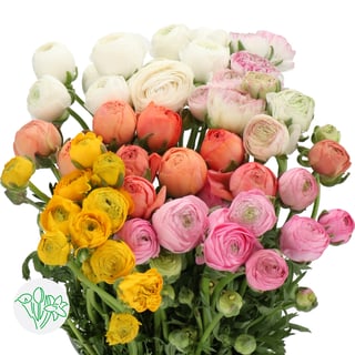 Azure Ranunculus Ranunculus Aazur Assorted | Holex Flower
