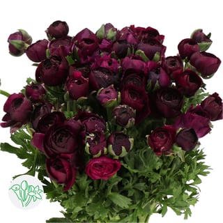 Blacksmith Ranunculus Flower Ranunculus Black | Holex Flower