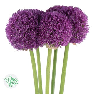 Allium Ambassador