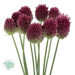 Allium Bullit