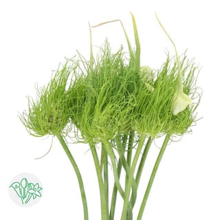 Allium Catweazle