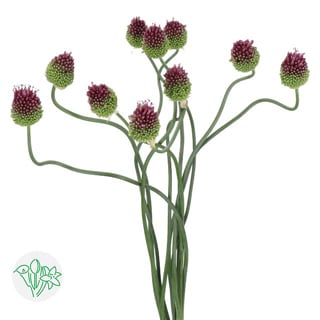 Allium Dancing Tangho
