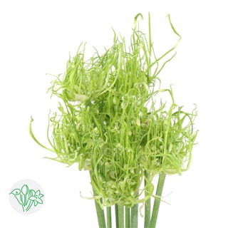 Allium Fido Dido Ampeloprasum