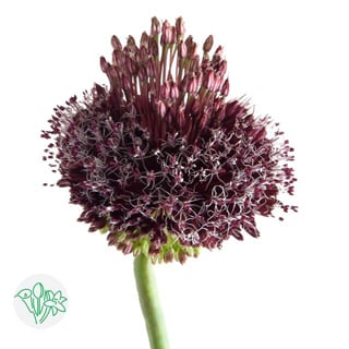 Allium Forelock