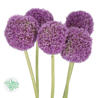 Allium Giganteum