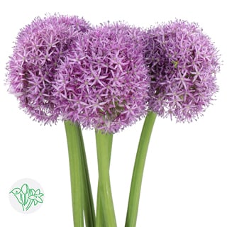 Allium Globemaster