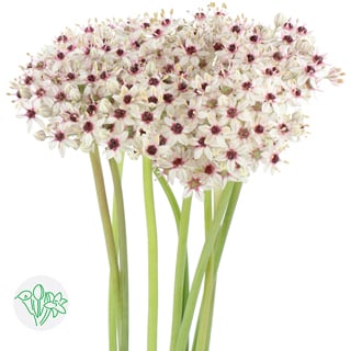 Allium Silverspring