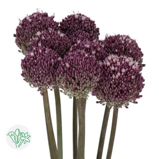 Allium Summer Drummer