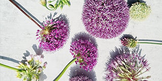 Allium product guide