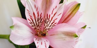 Alstroemeria product guide