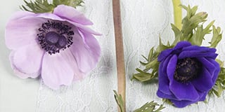 Anemone product guide