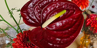 Anthurium product guide