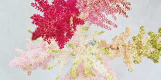Astilbe product guide
