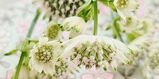 Astrantia product guide