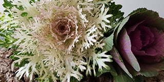 Brassica product guide