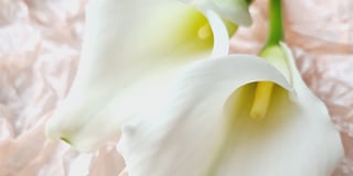 Zantedeschia product guide